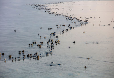 High angle view of birds swimming on lake during sunset