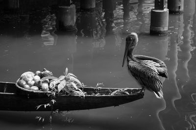 Pelican on boat at lake