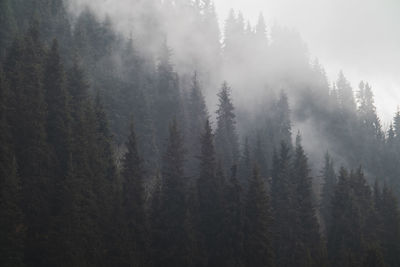 Panoramic view of trees in forest