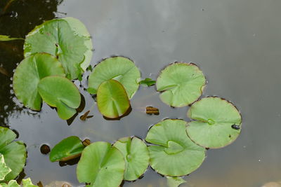 High angle view of leaves floating on water