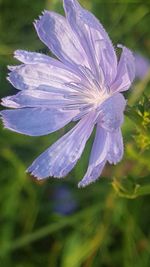 Close-up of purple flower