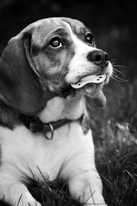 Close-up portrait of dog