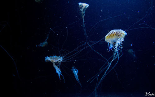 Close-up of jellyfish in sea