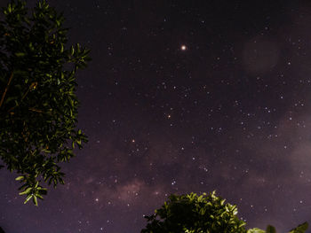 Low angle view of trees against sky at night