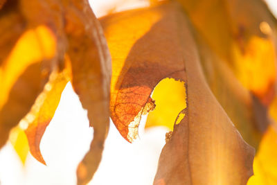 Close-up of yellow maple leaves against blurred background