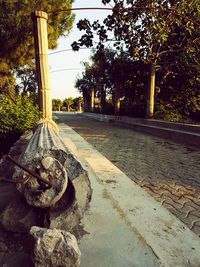 Empty road along trees