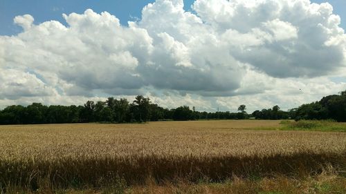 Scenic view of field against sky