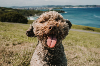 Portrait of dog on field