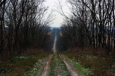 Road in forest