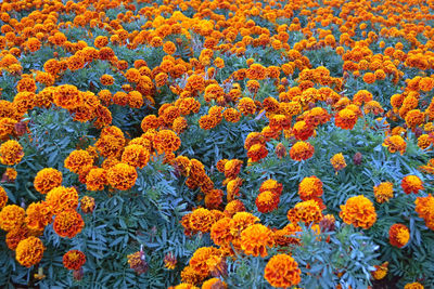 Full frame shot of orange flowers