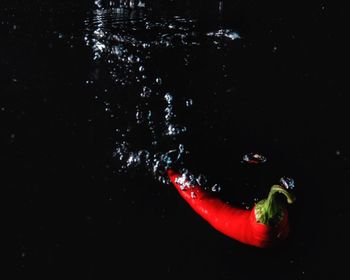 Close-up of red chili pepper against black background