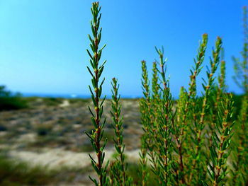 Close-up of stalks against blue sky