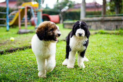 Couple giant poodle puppy