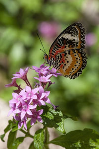 Close-up of butterfly pollinating on pink flower