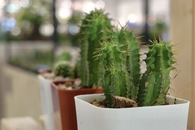 Close-up of potted cactus plant in yard