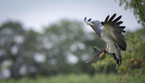 Low angle view of bird flying