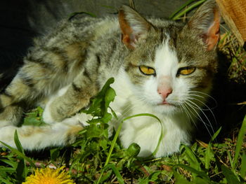 Close-up portrait of a cat