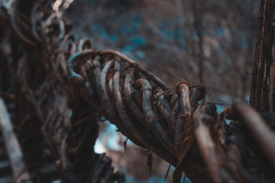 Close-up of dead tree trunk in forest