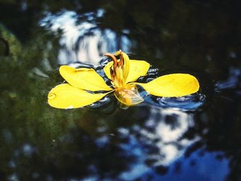 Close-up of yellow flower on water