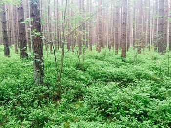 Trees in forest