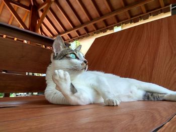 Close-up of cat sitting on sofa at home