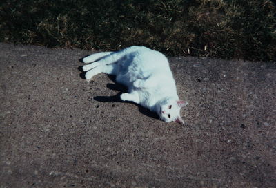 Cat looking away