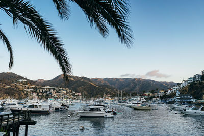 Sailboats moored in harbor against clear sky