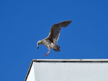 Low angle view of seagull flying