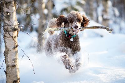 Dog running on snow covered tree