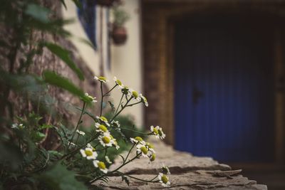 Close-up of insect on plant