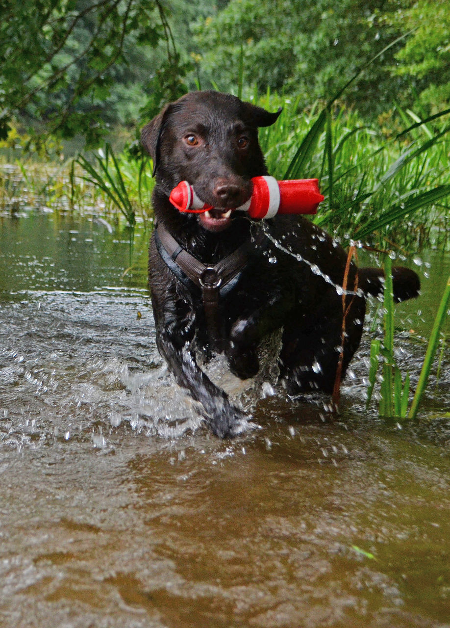 one animal, animal themes, dog, mammal, domestic animals, water, pets, black color, splashing, zoology, animal, day, animal head, loyalty, waterfront, pampered pets, outdoors