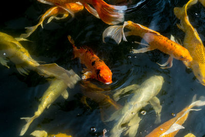 Fish swimming in pond