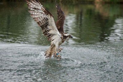 Bird flying over lake