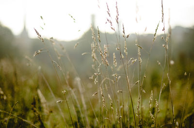 Close-up of dew on grass