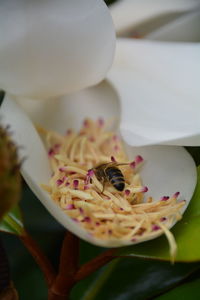 Close-up of bee on white magnolia