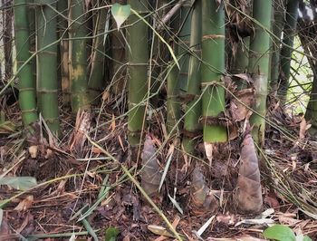 Plants growing on field in forest