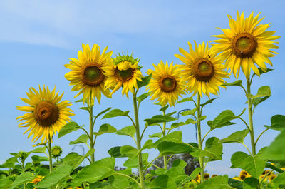 Close-up of flowering plants on field