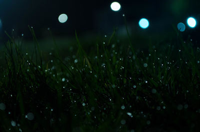 Close-up of wet grass on field at night