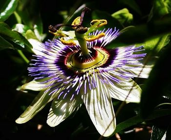 Close-up of purple flower