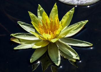 Close-up of lotus water lily in lake