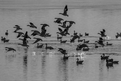 Birds flying over lake