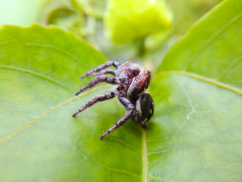 Close-up of spider on leaf