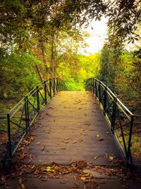 Footpath amidst trees in forest during autumn