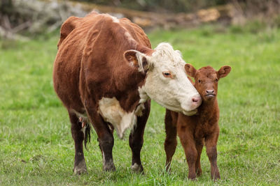 Momma cow nuzzles her calf on a california farm.