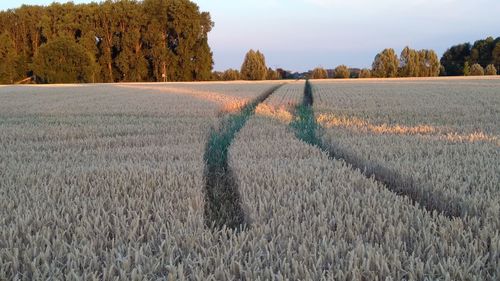 Scenic view of agricultural field against sky