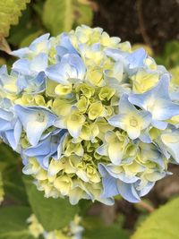 Close-up of fresh purple flowers