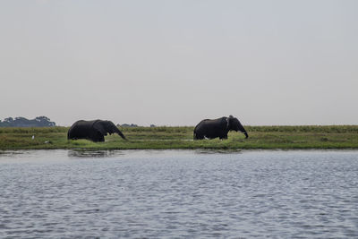 View of elephant in the sea against clear sky