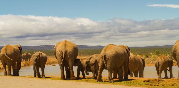 Elephants in the nature reserve in national park south africa