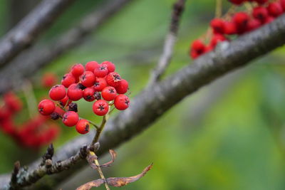 Close-up of red berries growing on tree
