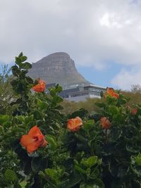 Scenic view of flowering plants against cloudy sky